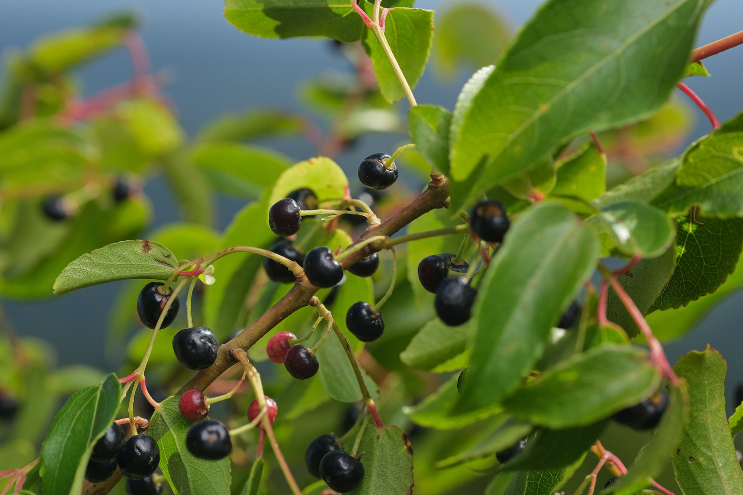 PATAGONIA SUPERBERRY 70%