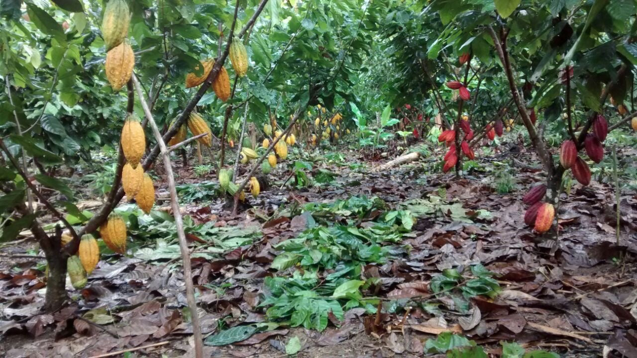 PERU - PIURA WHITE 70%