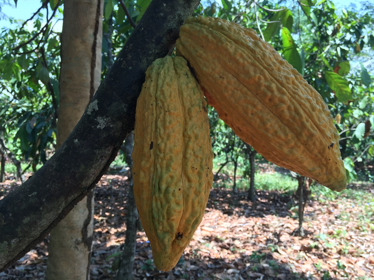 PERU - PIURA WHITE 70%