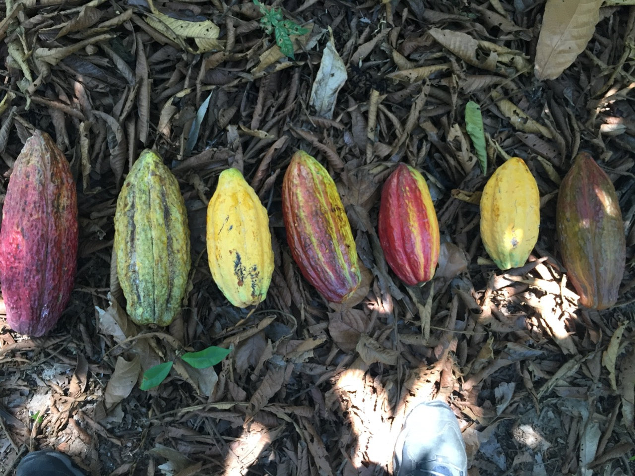 PERU - PIURA WHITE 70%