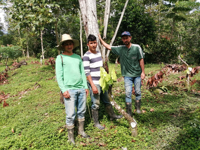 Criollo Yariguies Cacao Project - COLOMBIA